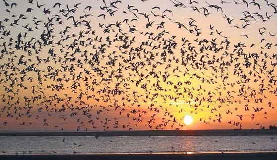 aves-migratorias